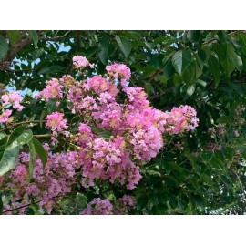 Toadstool Seeds 20 Splash of Pink Cape Myrtle Seeds Tree Flower Perennial Flower Seed 1230 US