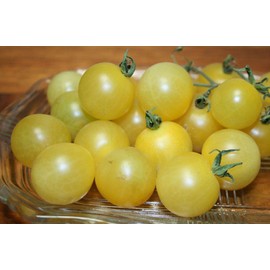 CEMEHA SEEDS - Snow White Cherry Tomato Indeterminate Non GMO Vegetable for Planting