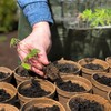 Jiffy Organic Seed Starting 3" Biodegradable Peat Pots (100 Pots)