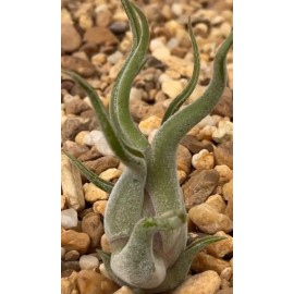 itsBees Caput Medusae 4" Air Plant - Tillandsia Medusa Octopus - Bromeliaceae