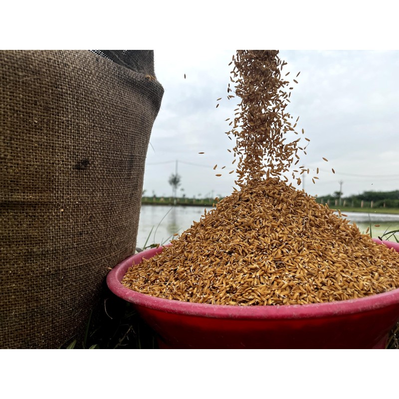 Rigel Spices | Thooyamalli Rice (4Lbs)| Jasmine Rice | 12+months
