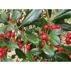 Fresh Holly Tree East Palatka (100 seeds) fresh this season's harvest {RARE & EXOTIC}