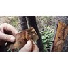 Wild Cherry Bark 200g