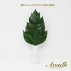 Sakaki, Extra Large MV, Camellia Leaves Extra Thick, Medium Size,