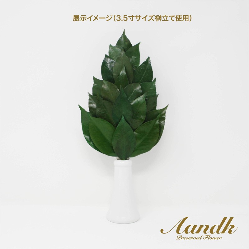 Sakaki, Extra Large MV, Camellia Leaves Extra Thick, Medium Size,