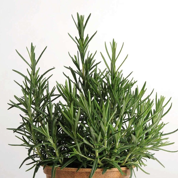 Rosemary Culinary Herb 1 Oz ~14,000 Seeds – Non-GMO Heirloom