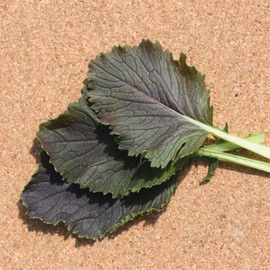 Mustard Seeds - Red Capital - 1 Oz ~7500 Seeds - Non-GMO, Heirloom - Vegetable Garden & Microgreens