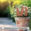 VERDOBA Meerkat Garden Decoration Rust - Iron Figures Set with