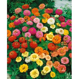 1000+ ZINNIA DWARF THUMBELINA MIX - Butterflies - Hummingbirds -- CUT FLOWERS