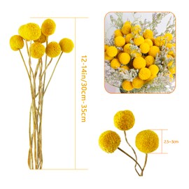 TooGet 30Pcs Natural Craspedia Dried Flowers Yellow Billy Buttons Balls Bouquet Bundles, Real Freshly Harvested Dry Plant Bunch Arrangements Decorate for Home Crafts, Party, Wedding, Store
