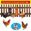 Chicken Oyster Shell Feeder and Automatic Gravity Chicken Feeder Combo