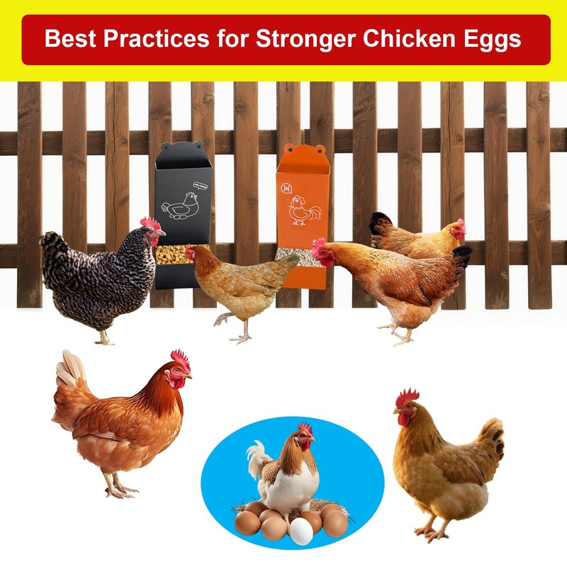 Chicken Oyster Shell Feeder and Automatic Gravity Chicken Feeder Combo