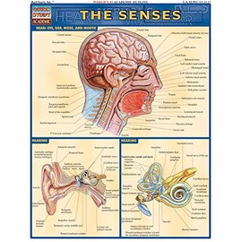 Senses (Qucik Study Academic)