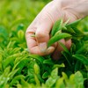 20 Bags Super Grade Lapsang Souchong Black Tea Chinese Organic