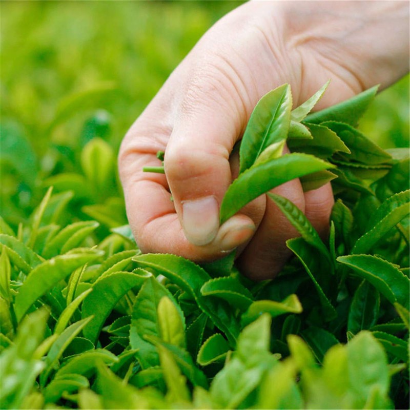 20 Bags Super Grade Lapsang Souchong Black Tea Chinese Organic