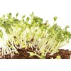 mgc24® germination sprocket box for growing sprouts with 4 sprouting