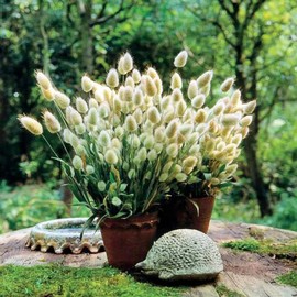 Park Seed Bunny Tails Ornamental Grass Seeds, Pack of 50 Seeds