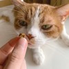 Petio Plant Neko-chan Toothpaste, Dental Crunch, Small Grain Type, Tuna