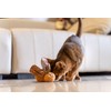Puffy Crew Interactive Catnip Cat Plush Toy, Insect Theme, 5'',