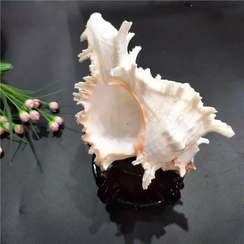 Large White Murex Ramosus Natural Conch Seashell Rare Real Aquarium