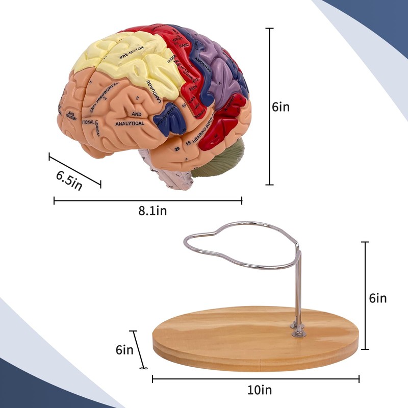 SFXYJ Human Brain Model 2 Times Life Size,Brain Anatomy Model,