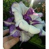 Seeds Bee Blooming White w/ Purple Stripe Devil Trumpet (Datura)