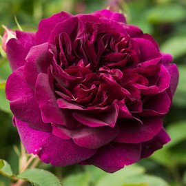 Heirloom Roses Rose Plant - Darcey Bussell Pink David Austin Rose for Outdoor Gardening