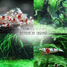 Benibachi - Planaria Zero 20g