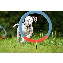 Dog Agility Training Hoop Jump Indoor Outdoor Pet Show Equipment