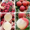 Dried Lychee Fruit - 8.8oz (250g) | Whole, Raw &