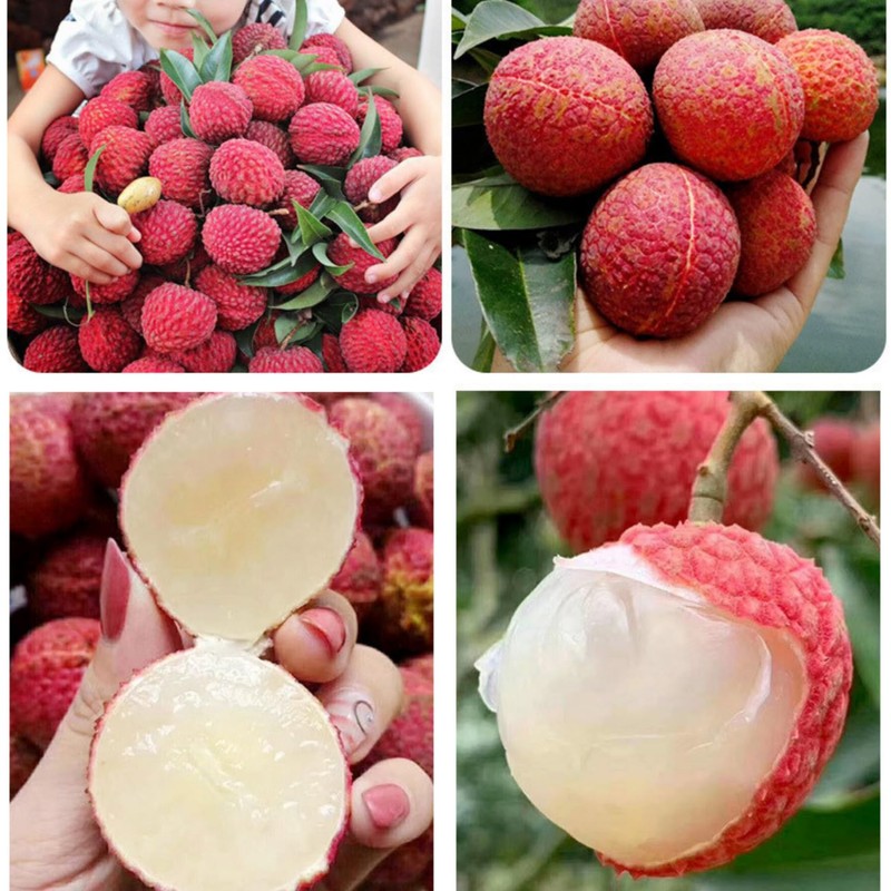 Dried Lychee Fruit - 8.8oz (250g) | Whole, Raw &