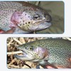 Trout Spoon Set Trout Bait 2.5 g / 3.5 g