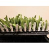 Cactus 4 Edgar's Baby Dragon Fruit Red Live Four Plants