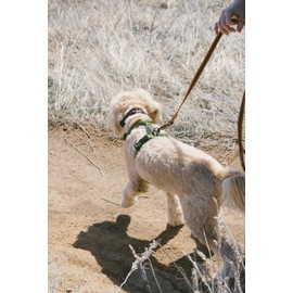 OllyDog Rubber Grip Reflective Leash, Non-Slip and Tear-Resistant Rubberized Nylon, 10ft, Convenient for Everyday Use and Any Adventures (Clay)