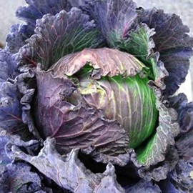 Purple Savoy Cabbage Seeds - 1 g ~300 Seeds - Heirloom, Open Pollinated, Non-GMO, Farm & Vegetable Gardening & Micro Greens Seeds