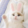 Rabbit Hat for Cats, Cat Cosplay, Rabbit Ears Transformation, Adjustable