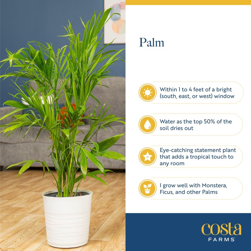 Costa Farms Majesty Palm Live Plant in Decorative Pot, Large