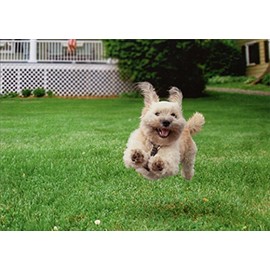 Running Dog Funny Birthday Card