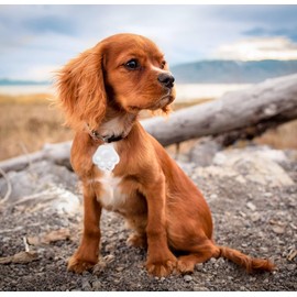 Dog Collar GPS Tracker, Paw Print Design, Multi-Color (White)