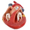 Axis Scientific 2-Part Life-Size Canine Heart Anatomy Model - Detailed