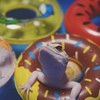 Bearded Dragon Swimming Pool with Inflatable Float Set - Foldable