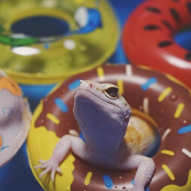 Bearded Dragon Swimming Pool with Inflatable Float Set - Foldable