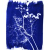 Jacquard Cyanotype Sensitizer Set