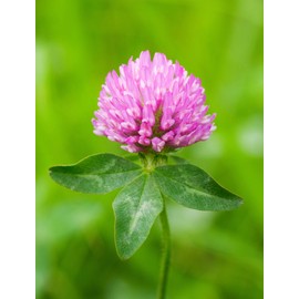 Red Clover Legume Seed by Eretz - Choose Size! Willamette Valley, Oregon Grown, No Fillers, No Coatings, No Weed Seeds…