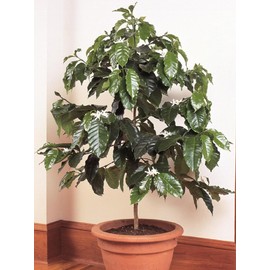 Coffee Tree Arabica Seeds Perennial Indoor Balcony Ornamental Flowers for Planting Outdoor Non GMO 3 Seeds