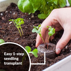 Jiffy 1000 Count- Jiffy 36 MM Peat Soil Pellets Seeds Starting Plugs: Indoor Seed Starter- Start Planting Indoors for Transplanting to Garden or Planter Pot