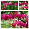 20 Seeds Mixed Bleeding Heart Seeds Dicentra Spectabilis Shade
