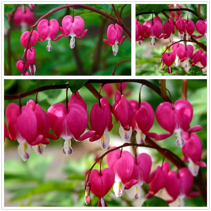 20 Seeds Mixed Bleeding Heart Seeds Dicentra Spectabilis Shade