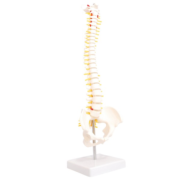 monolife Human Body Model, Vertebrae Pelvic Model, Spine, Spine, Lumbar Model, Hip 1/2 Model (No Hip Joint)