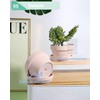 vensovo 3.7 Inch Pink Terracotta Shallow Succulent Pots - 6